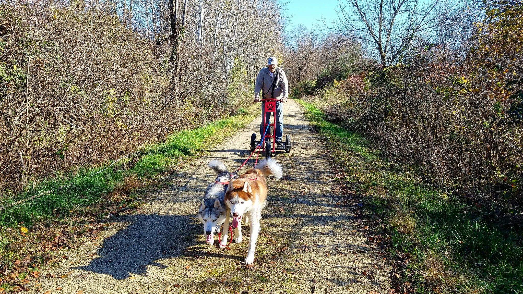 Man riding on rig being pulled by dogs